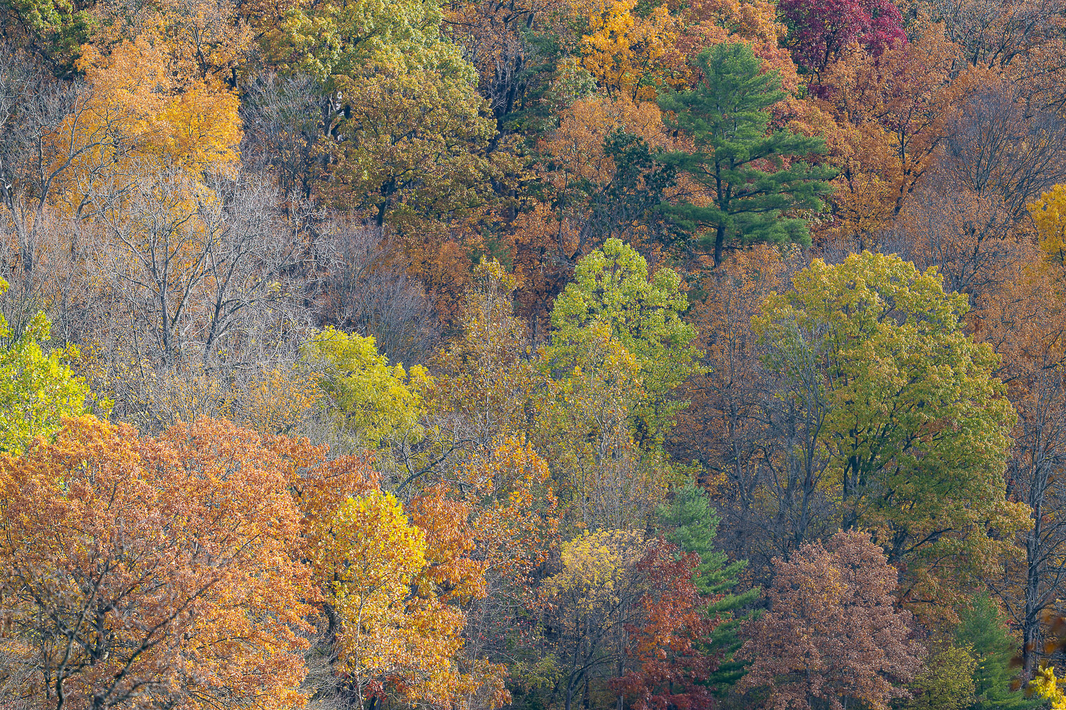 Brilliant Fall